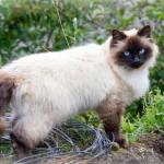 Kucing Himalaya: Karakteristik, Kepribadian, Perawatan, dan Masalah Kesehatan