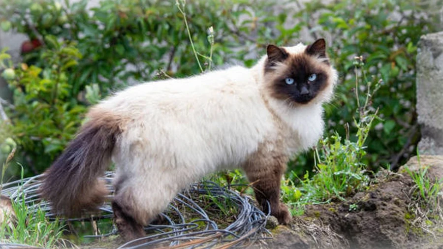 Kucing Himalaya: Karakteristik, Kepribadian, Perawatan, dan Masalah Kesehatan