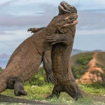 Komodo: Predator Hebat dari Indonesia yang Mendunia